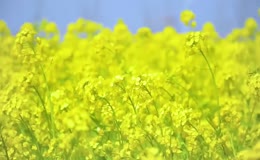 春日郊外油菜花田近景动态