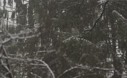 冬季雪景中的森林