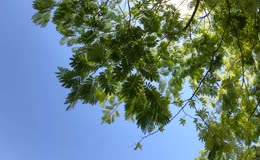夏日绿树晴空自然光景观