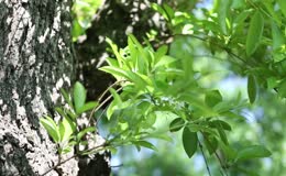 夏季夏天植物绿叶