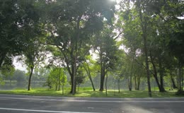 公园林荫道户外晨跑锻炼实拍