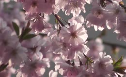 粉白樱花微距实拍