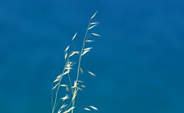 湖边野草秋天