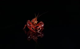 鲜活小龙虾