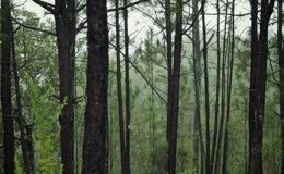 原生态山林马尾松自然景观