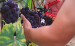 采摘成熟鲜食葡萄