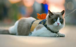 小猫