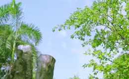 校园空镜头意境