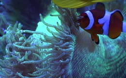 海底世界多样海洋生物