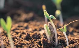 种子萌发抽芽生长实拍