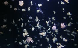 海底世界海洋潜水深海海洋生物水母