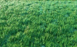草地航拍草原