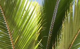 夏季棕榈树叶植物