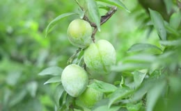 青绿李子挂满枝头