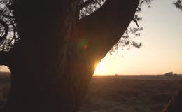 日落树影下的自然美景
