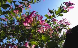 蓝天仰拍满树羊蹄甲花
