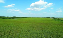 高粱田丰收高粱特写实拍