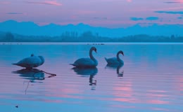 静谧水面优雅天鹅