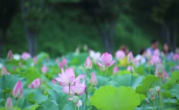 夏日盛开的荷花