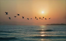 海面落日海鸥飞翔