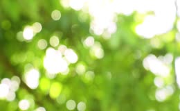 绿色树叶夏季虚焦