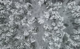 冬季森林雪景俯瞰