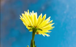 黄色小花延时