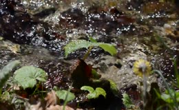 河水流水溪流小草