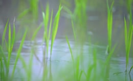 水田嫩绿秧苗实景