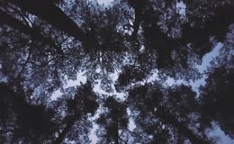 暮色森林景观