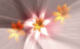 柔光粉白鸡蛋花流动光效画面