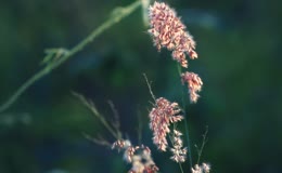 秋季野草杂草花絮