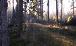 森林晨曦美景