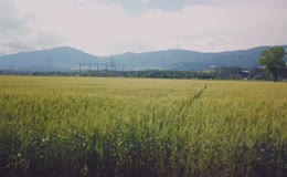 平原麦田乡村原野