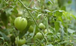 新鲜小番茄实拍