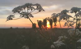 野花夕阳落日傍晚