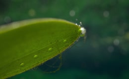 水中光合作用