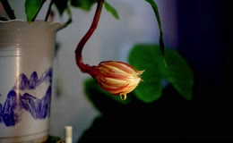 昙花一现全过程