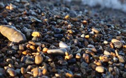 河滩鹅暖石浪花