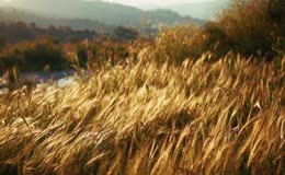 金色野草天际候鸟