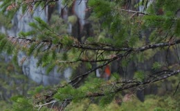 松木树枝细腻特写