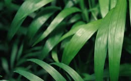 绿色植物叶子特写