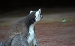 野生动物萌宠环尾狐猴