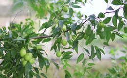 青枣挂满枝头