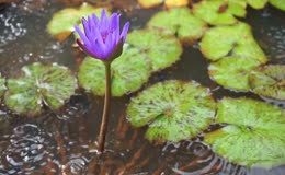 莲花睡莲下雨雨天池塘