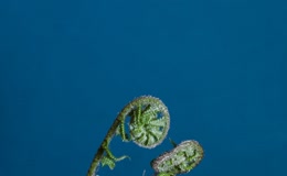 蕨类植物自然生长
