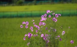 郊野草地生长的紫色格桑花
