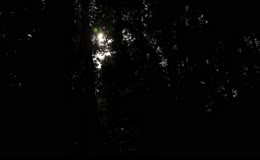 阳光穿透树林