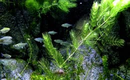 海底世界海洋潜水深海海洋生物