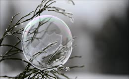 霜枝气泡